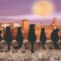 7 Cats