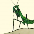 Mantis