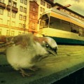 LVB "Spatz"