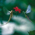 Vodafone "Mayfly"