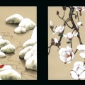 Season and Butterfly