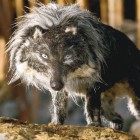 Peter &amp; the Wolf