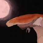Barn Owl