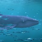 The Snail and the Whale