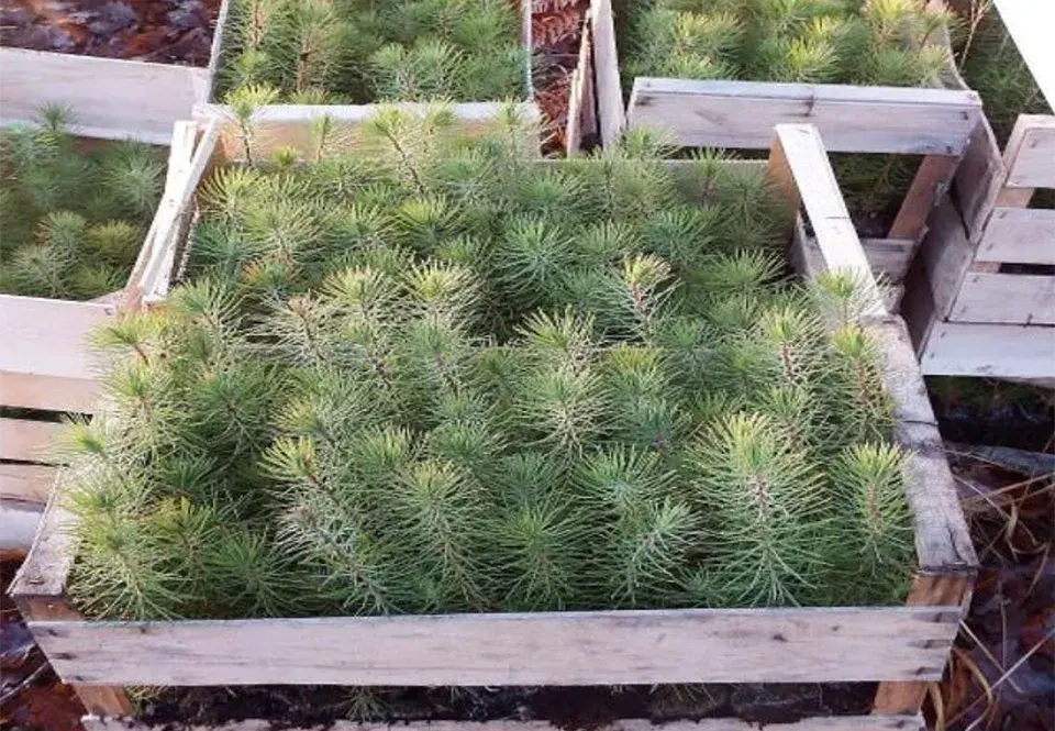Planter pour demain