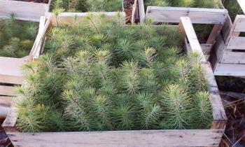 Planter pour demain