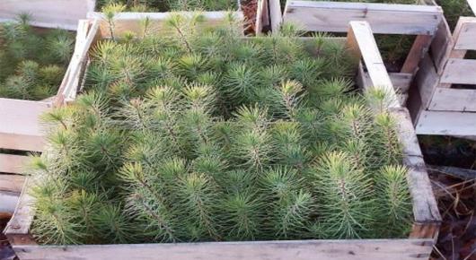 Planter pour demain